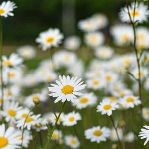 FLORES COMESTIBLES